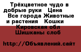 Трёхцветное чудо в добрые руки › Цена ­ 100 - Все города Животные и растения » Кошки   . Кировская обл.,Шишканы слоб.